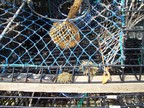  Rockport is an active fishing port; here is a detail of a lobster trap