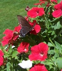  Butterfly on flower in the gardens at Tanglewood
