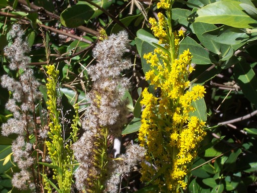 Bees pollinating the golden rod. Edison (tommorrow) found that goldenrod was a good source of latex for natural rubber. Not commercially use, however, because synthetic rubber had already been invented.