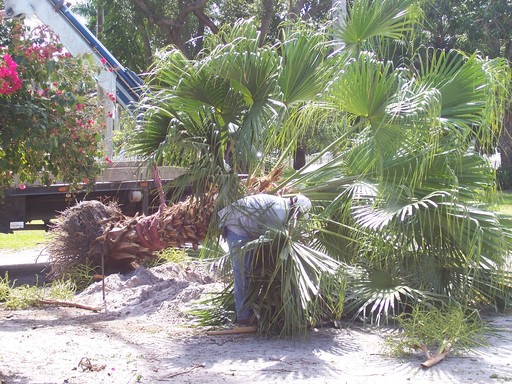 Maintenance is essential in Florida's growing environment. Here a small palm is being moved to make way for a new Royal Palm.