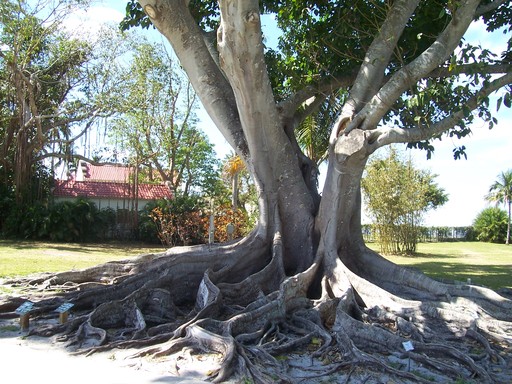 Mysore fig trees grew sculptured root systems.