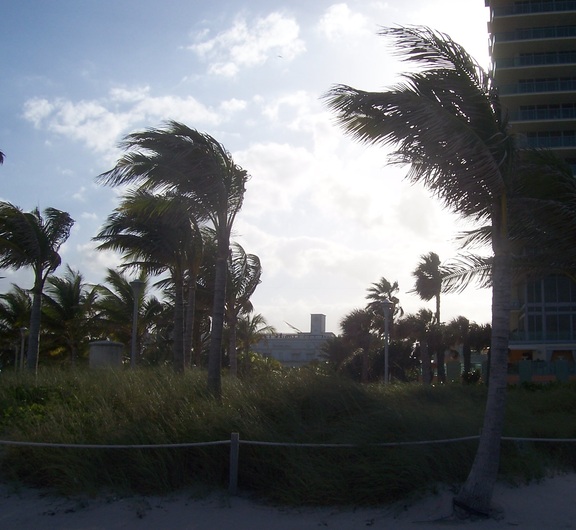 Windblown trees in silhouette, Miami Beach