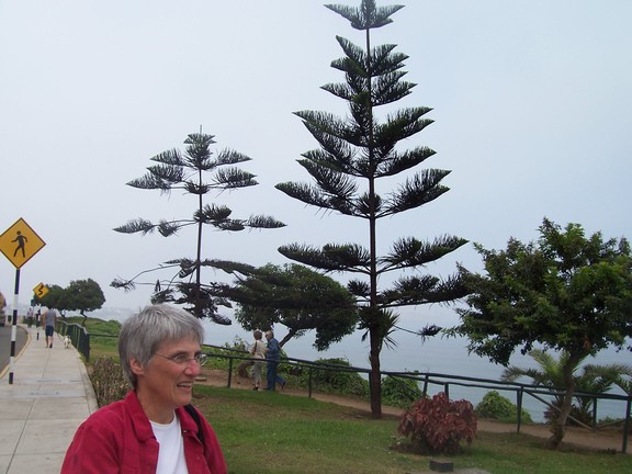 Tree, overlooking Larcomar Parque de Amor, Lima