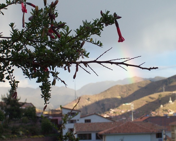 Kantuta, Peru's national flower, and a rainbow