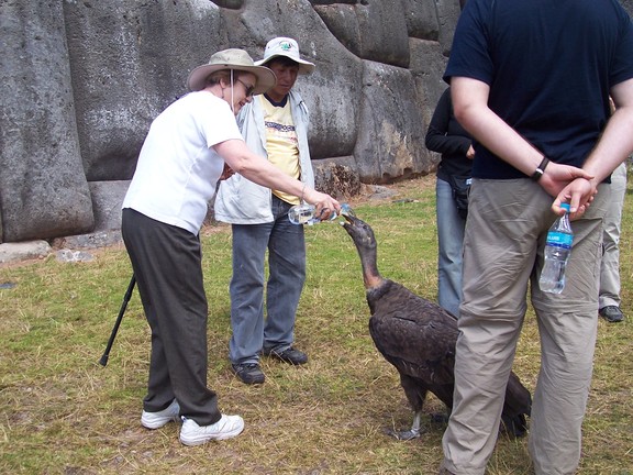 Susan feeds a vulture at Sacsayhuaman, outside Cusco