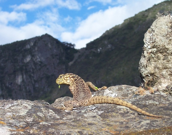 Lizard chewing grass while contemplating Machu Picchu