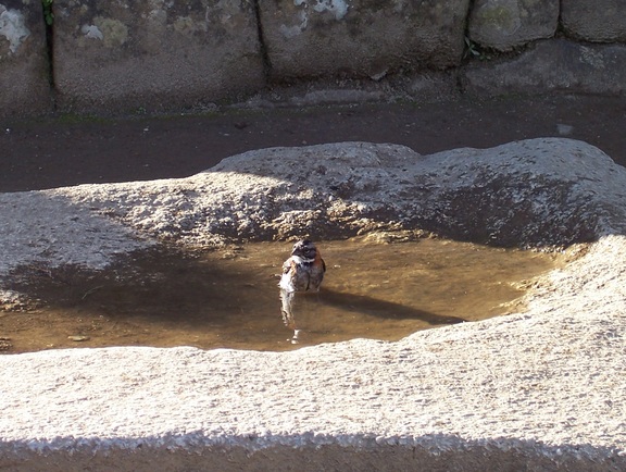 Bird exploiting a natural birdbath at Machu Picchu