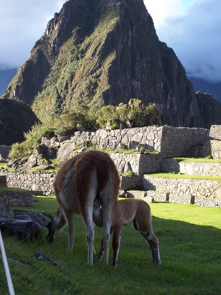 Mother working at her lawn maintenance task while kid feeds, Main Lawn, Machu Picchu