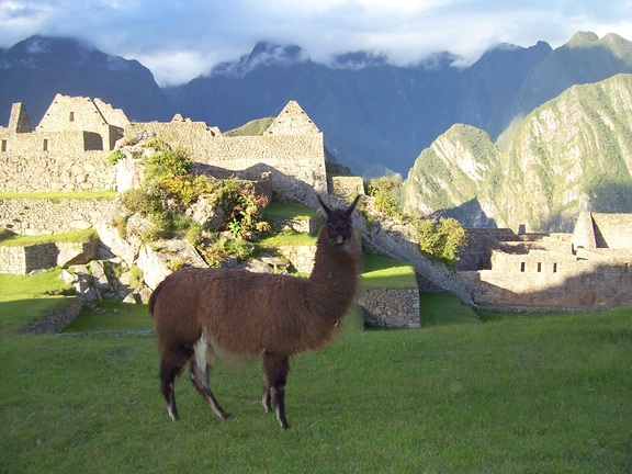 Llama interrupts lawn work to stare at me, Machu Picchu