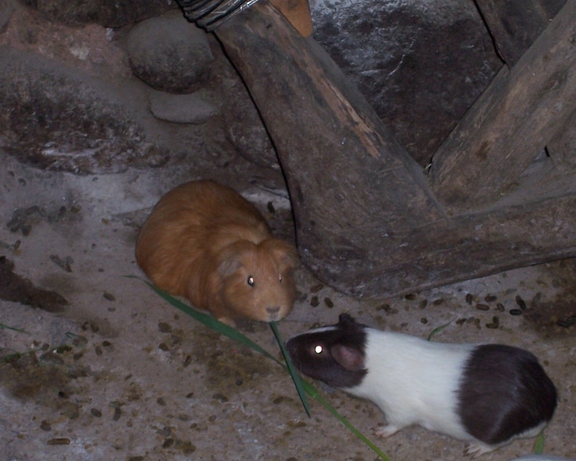 Guinnea pigs in a home in Ollantaytambo