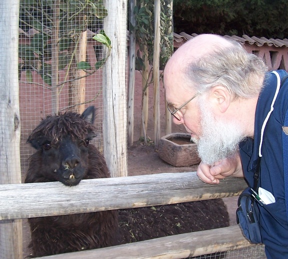 Llama ignores Fred at Seminarios Ceramics, Urubamba