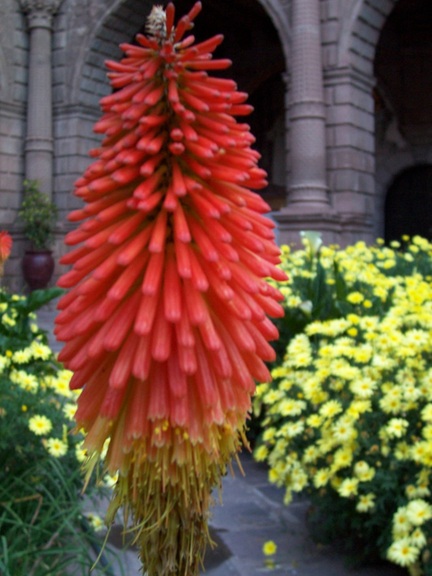 Flower in garden of La Merced Church and Convent, Cusco