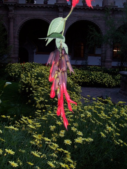 Flower in garden of La Merced Church and Convent, Cusco