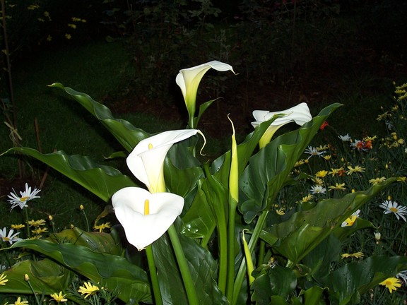 Calla Lilies in garden of La Merced Church and Convent, Cusco