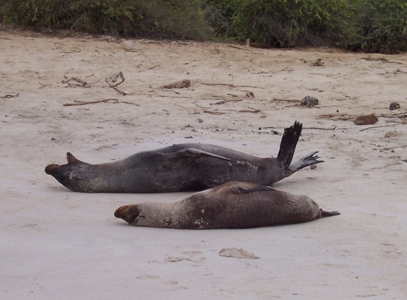 Sea Lions rolling on the beach, Santa Fe, Galapagos
