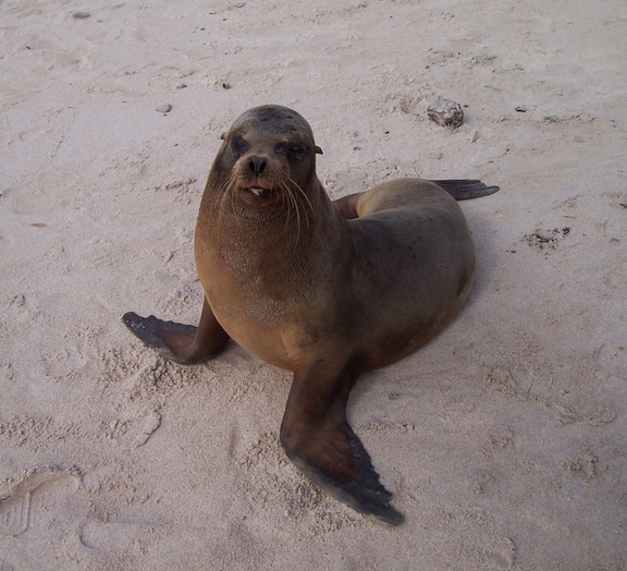 Sea lion is a wannabe model, Santa Fe, Galapagos