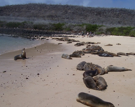 Sea lion exhorting the sleeping herd, Santa Fe, Galapagos