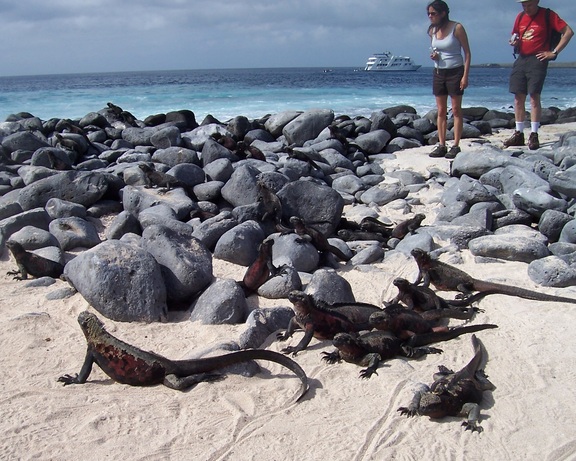 Red iguanas pile up to regulate their temperatures, Punta Suarez, Espanola, Galapagos