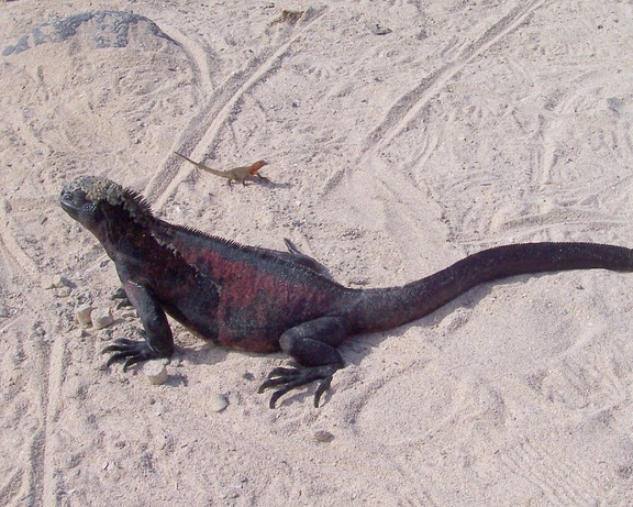 Red iguana dwarfs a lava lizard, Punta Suarez, Espanola, Galapagos