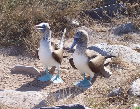 Blue-footed boobies in their mating dance, Punta Suarez, Espanola, Galapagos
