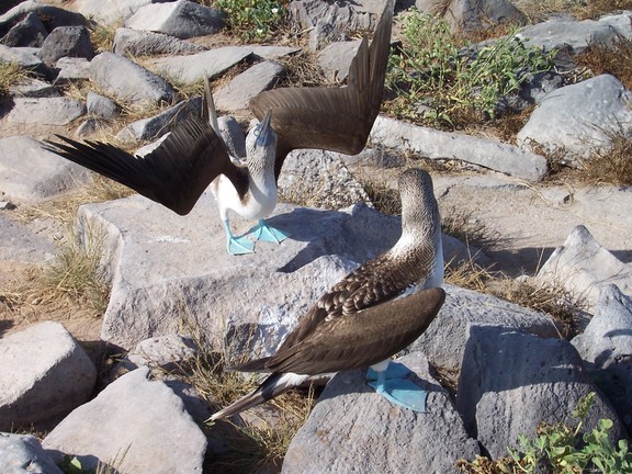 Blue-footed booby displays for mate, Punta Suarez, Espanola, Galapagos