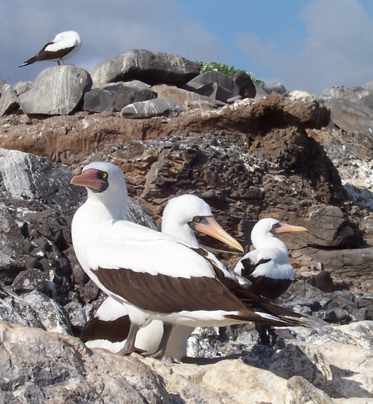 Gulls (type?) nesting, Punta Suarez, Espanola, Galapagos