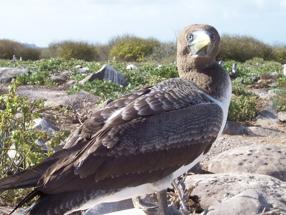 Bird (type?) stares us down, Punta Suarez, Espanola, Galapagos