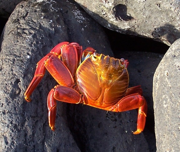 Sally lightfoot crab, Punta Suarez, Espanola, Galapagos