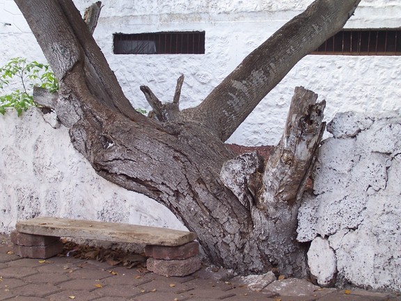 Dying tree is part of wall, Puerto Ayora, Santa Cruz, Galapagos