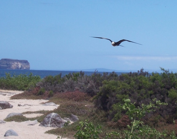 Wave Albatross coming in for a landing, Seymour Island, Galapagos