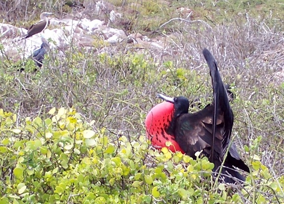 Frigatebird displaying for a mate, Seymour Island, Galapagos