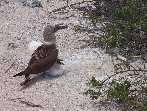 Papa b-f booby lets kid stay out of the sun and off the hot sand, Seymour Island, Galapagos