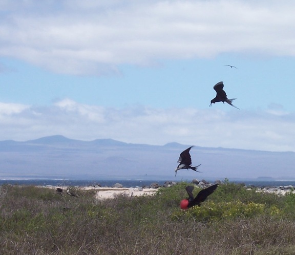 Frigatebirds eat by thieving from fisher birds, or from other frigatebirds, Seymour Island, Galapagos