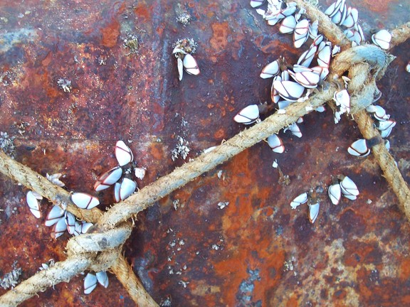 Barnacles on a rusted barrel, Charles Darwin Station, Santa Cruz, Galapagos