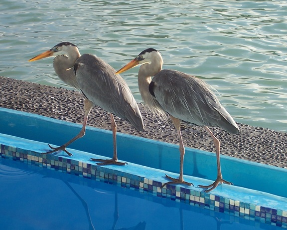 Two herons strutting their stuff at our pool, Solymar, Santa Cruz, Galapagos