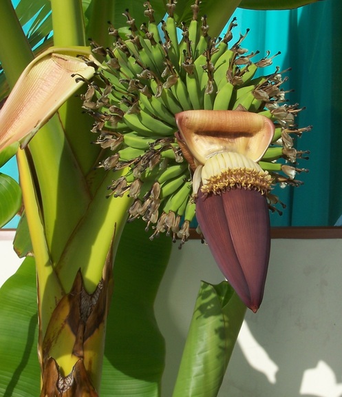 Banana tree at Solymar Hotel, Puerto Ayora, Santa Cruz, Galapagos