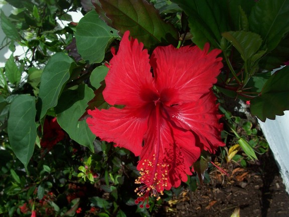 Red hibiscus at Solymar Hotel, Puerto Ayora, Santa Cruz, Galapagos