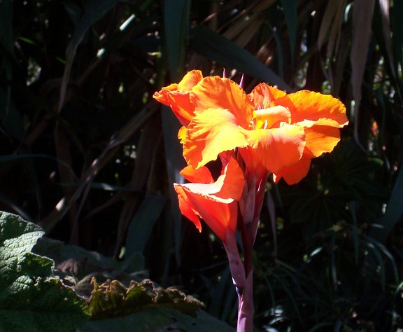 Yellow Canna Lily at Botanical Garden of Quito
