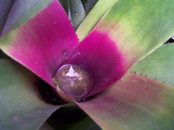 Bromeliad growing within bromeliad, Botanical Garden of Quito
