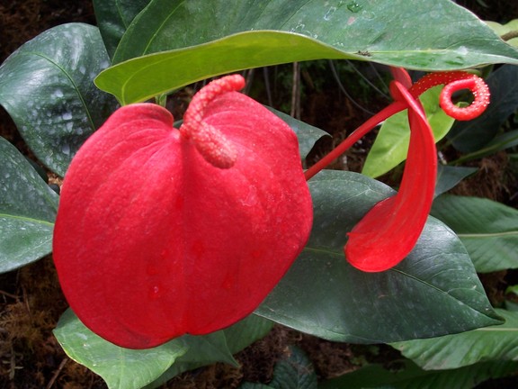 Red flower (type?), Botanical Garden of Quito