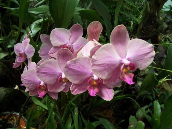 Orchid, Botanical Garden of Quito