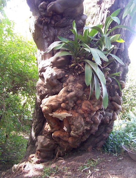 Tree with epiphytes, Botanical Garden of Quito