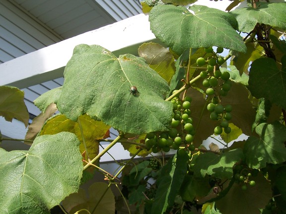 Japanese beetles can be a problem in Massachusetts