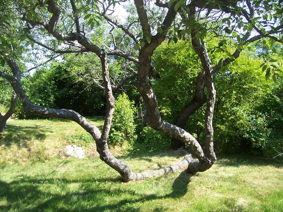 Time, weather, and the sea have corkscrewed this old tree near the quarry, Rockport, MA