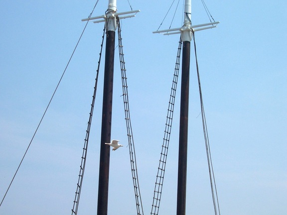 Bird soars past the mast of a wooden party sailer