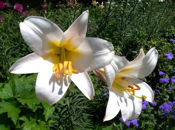 In the English garden at Edith Wharton's "The Mount"