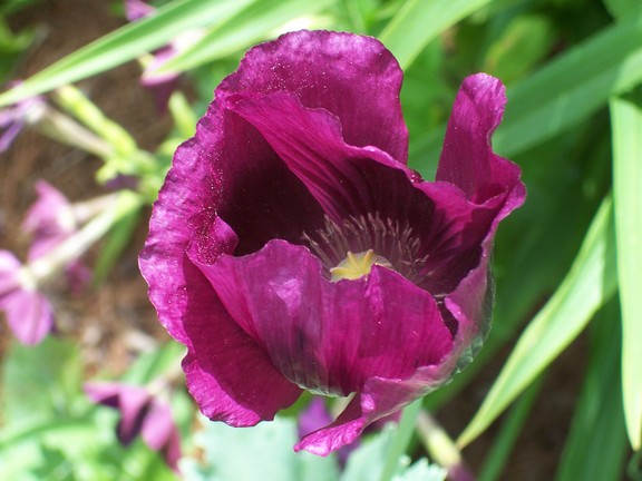 Berkshire Botanical Gardens, Stockbridge, MA