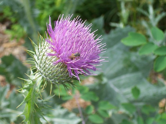 Bee in thistle at Berkshire Botanical Gardens, Stockbridge, MA