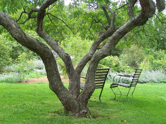 Chairs for sitting under a twisted tree at Berkshire Botancal Garden