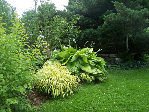 Contrasting greens at Berkshire Botancal Garden
